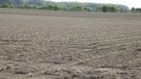 FIeld with small seed