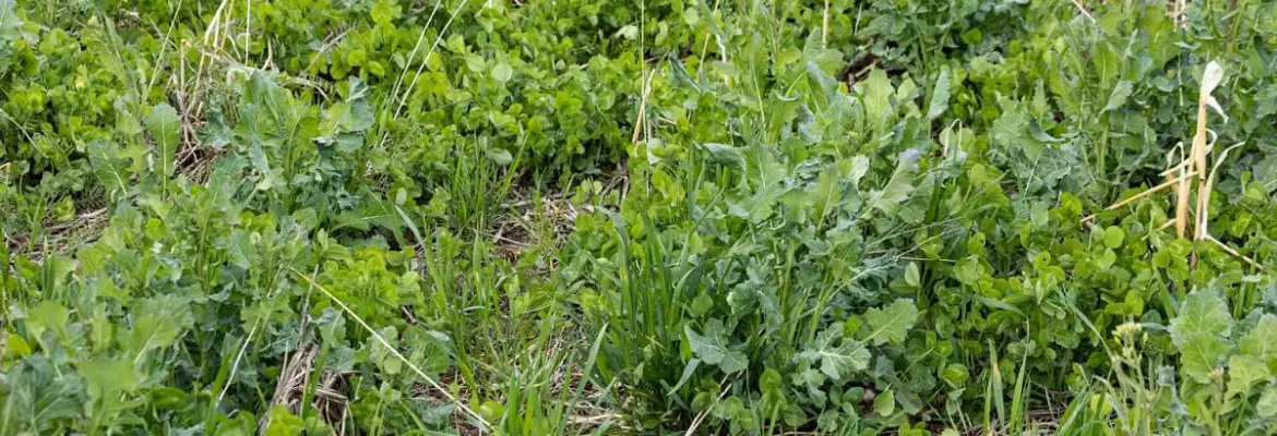 mixture of cover crops in the spring