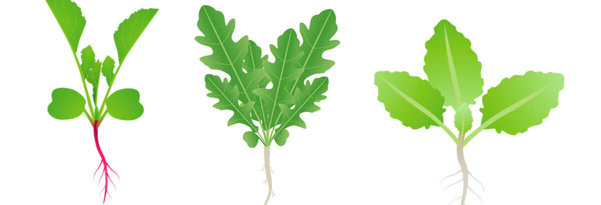 crucifers intermediate crops radish rocket arugula cabbage for crop rotation