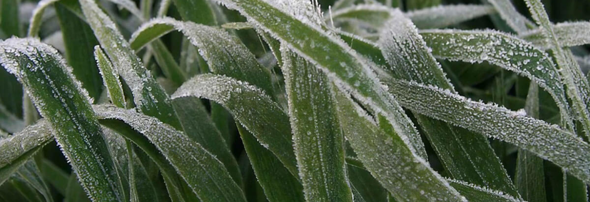 frost destroying nitrate fixing intermediate crops