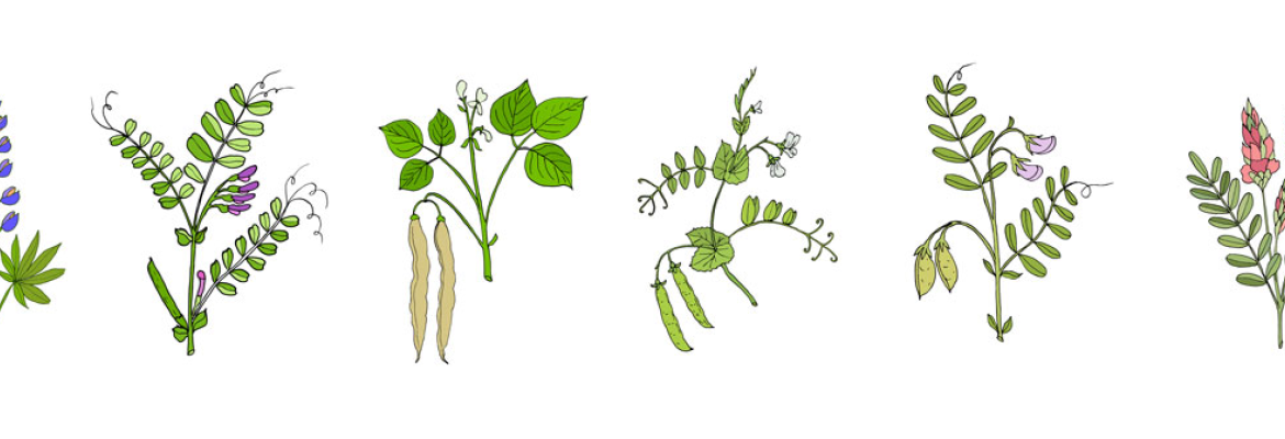 legumes for nitrogen mineralisation in a cover crop mix dedicated to crop rotation