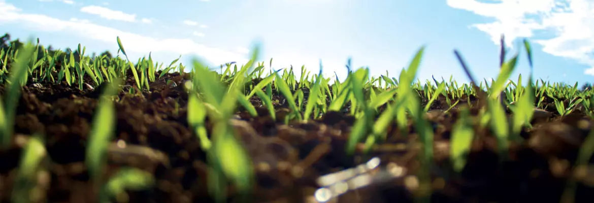 focus view on plant growing