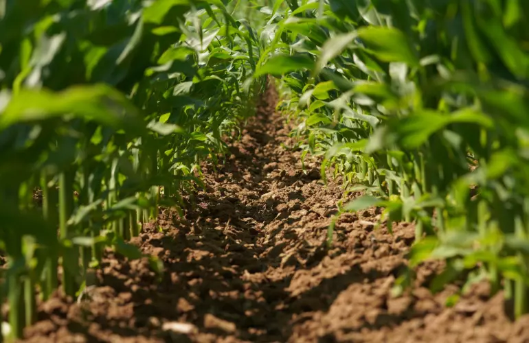 Mechanical Weeding