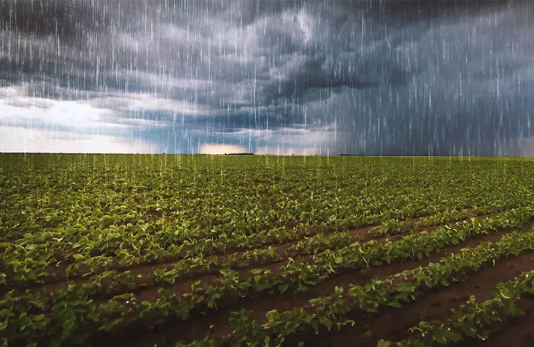 rainy conditions nitrate in drainage water