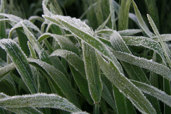 frost destroying nitrate fixing intermediate crops
