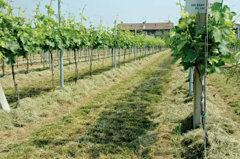Grass is delivered on the row with the SDS shredders